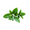 河南桂花浸膏：開封市價(jià)格合理的桂花浸膏哪里買