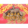 優質原生態野生血芝，【熱銷】南寧市好用的野生血靈芝