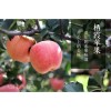 【膠東一品】棲霞蘋(píng)果 棲霞蘋(píng)果批發(fā) 煙臺(tái)蘋(píng)果 棲霞蘋(píng)果價(jià)格