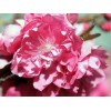 一流的中國(guó)愛(ài)情山桃花節(jié)推薦 晉州賞桃花
